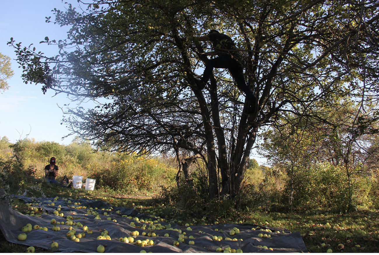 photograph of foragers collecting apples on a tarpaulin