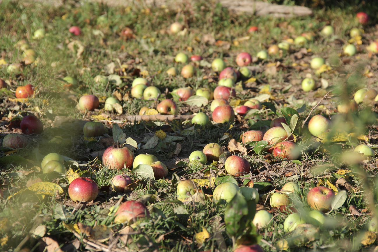 photograph of the ground covered with colourful apples