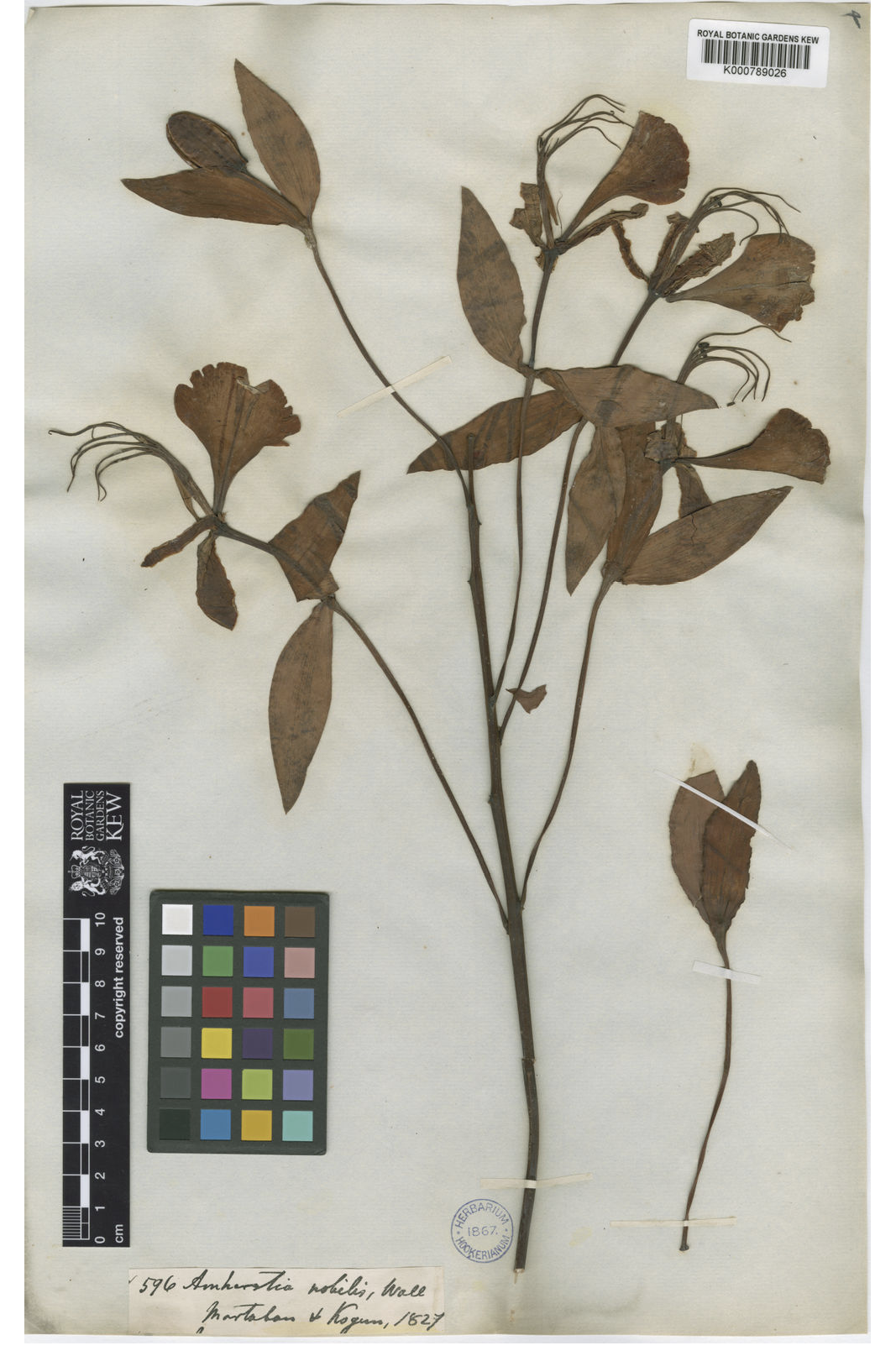 Herbarium specimen card with Amherst nobilis leaves and flower