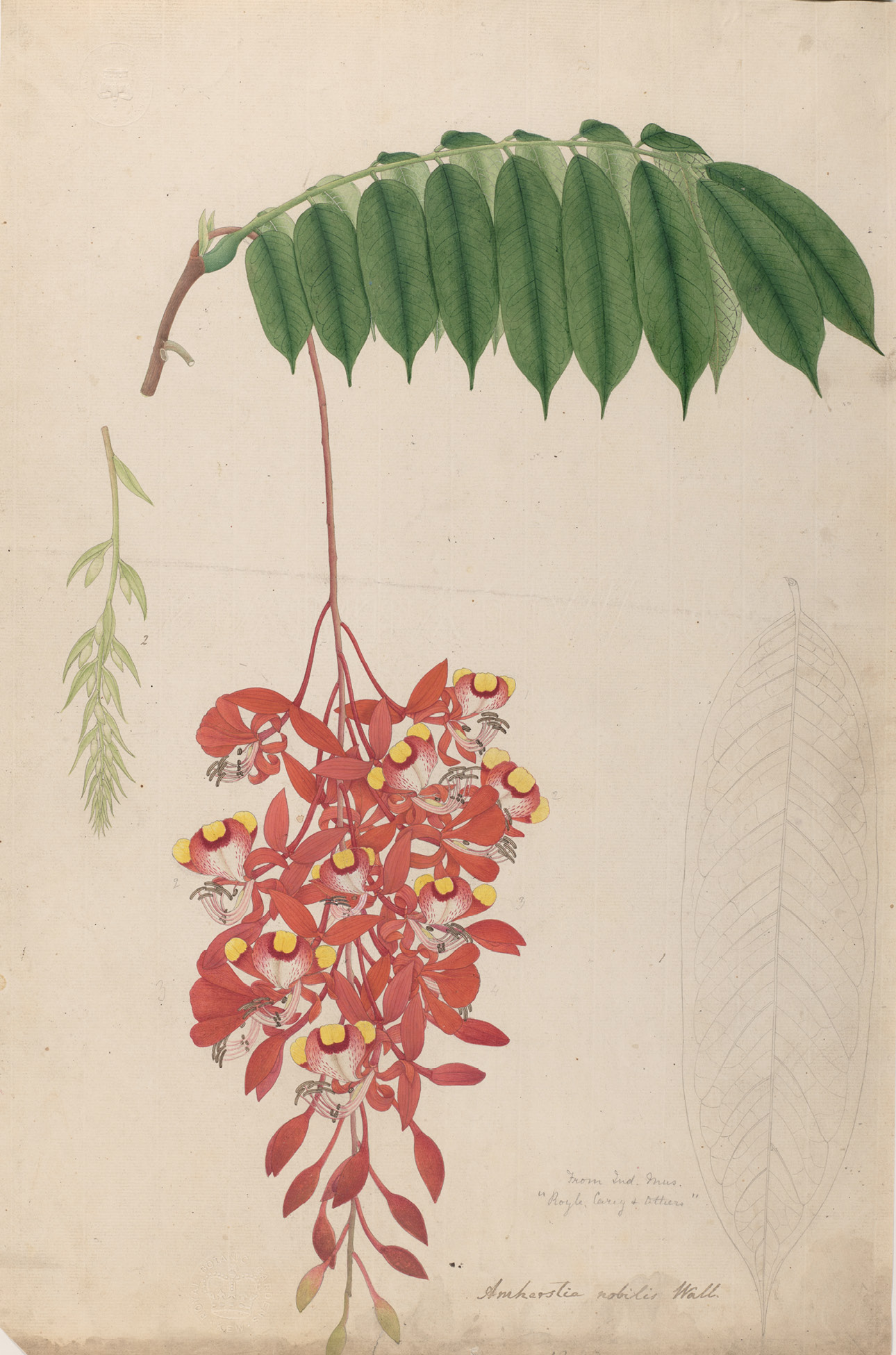 Painting of Amherstia nobilis, vivid red flowers