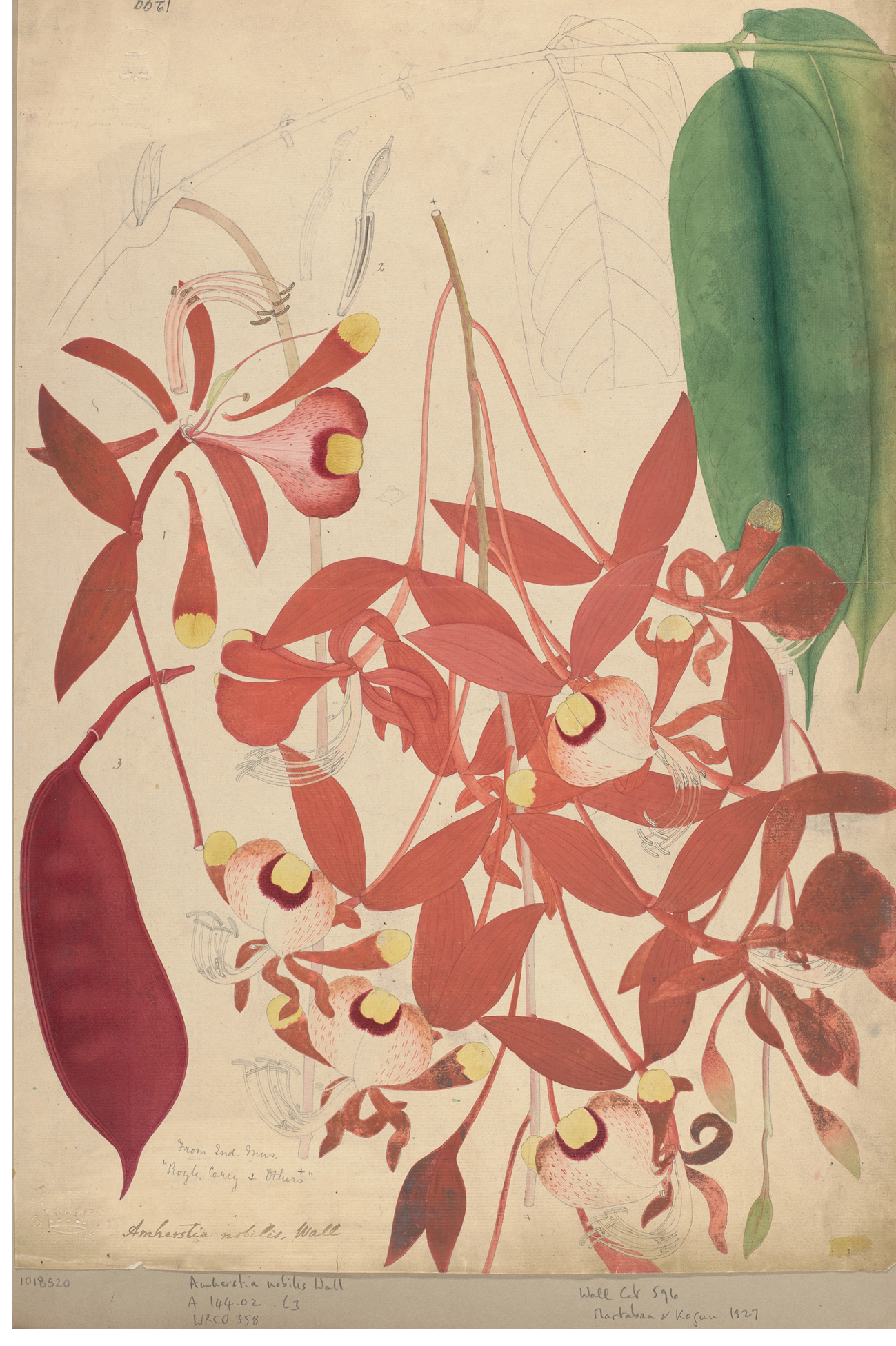 Detailed painting of red Amherstia nobilis flowers