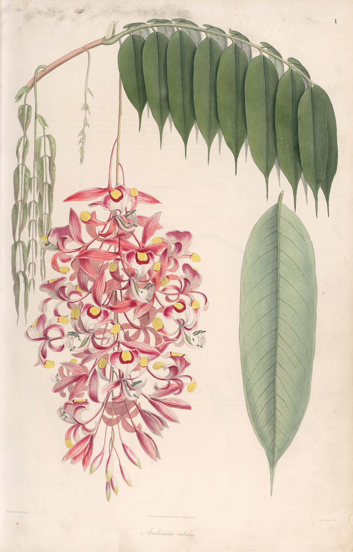 lithograph of Amherstia nobilis red flowers and leaves