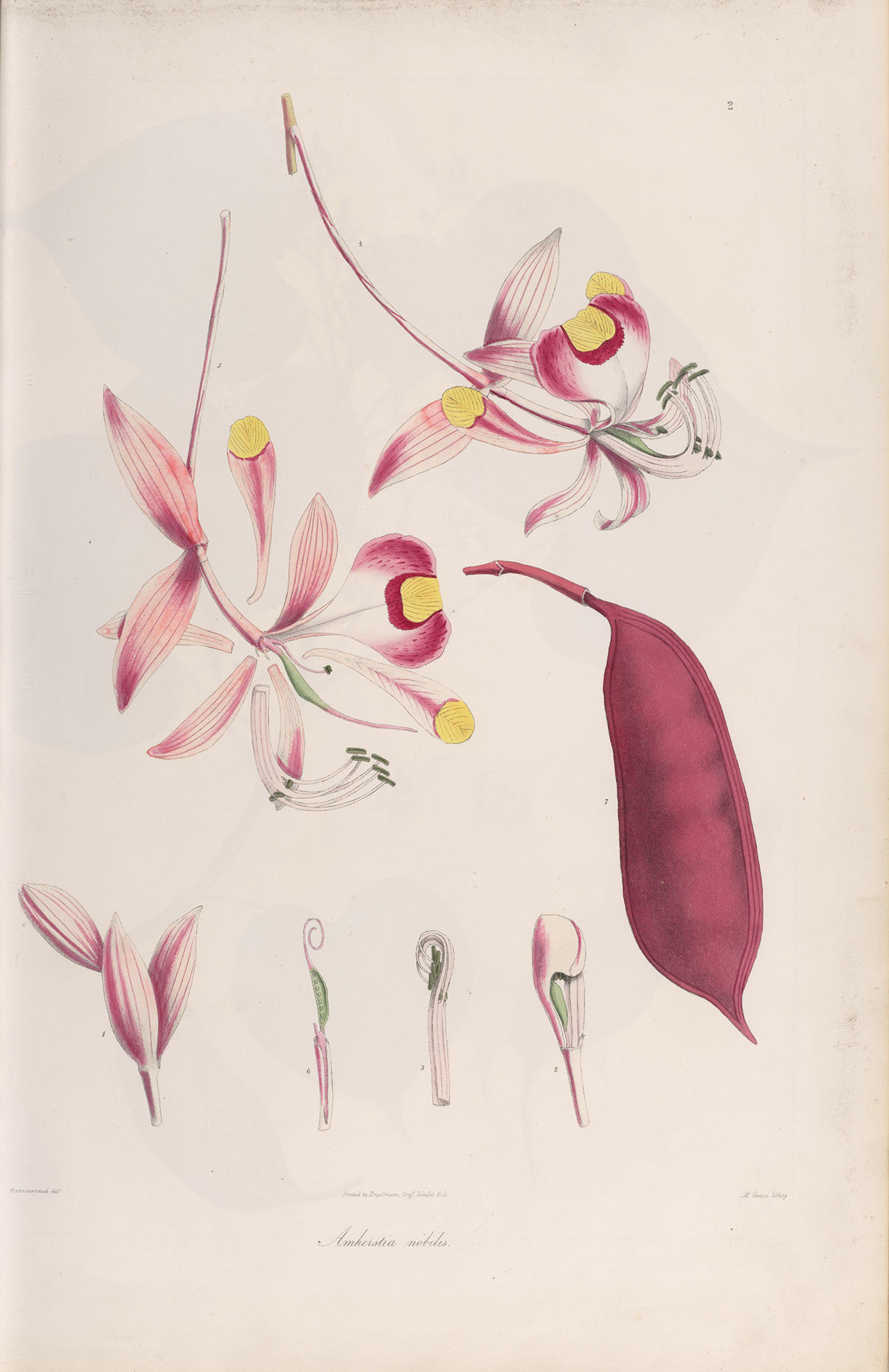 detailed lithograph of red Amherstia nobilis flowers