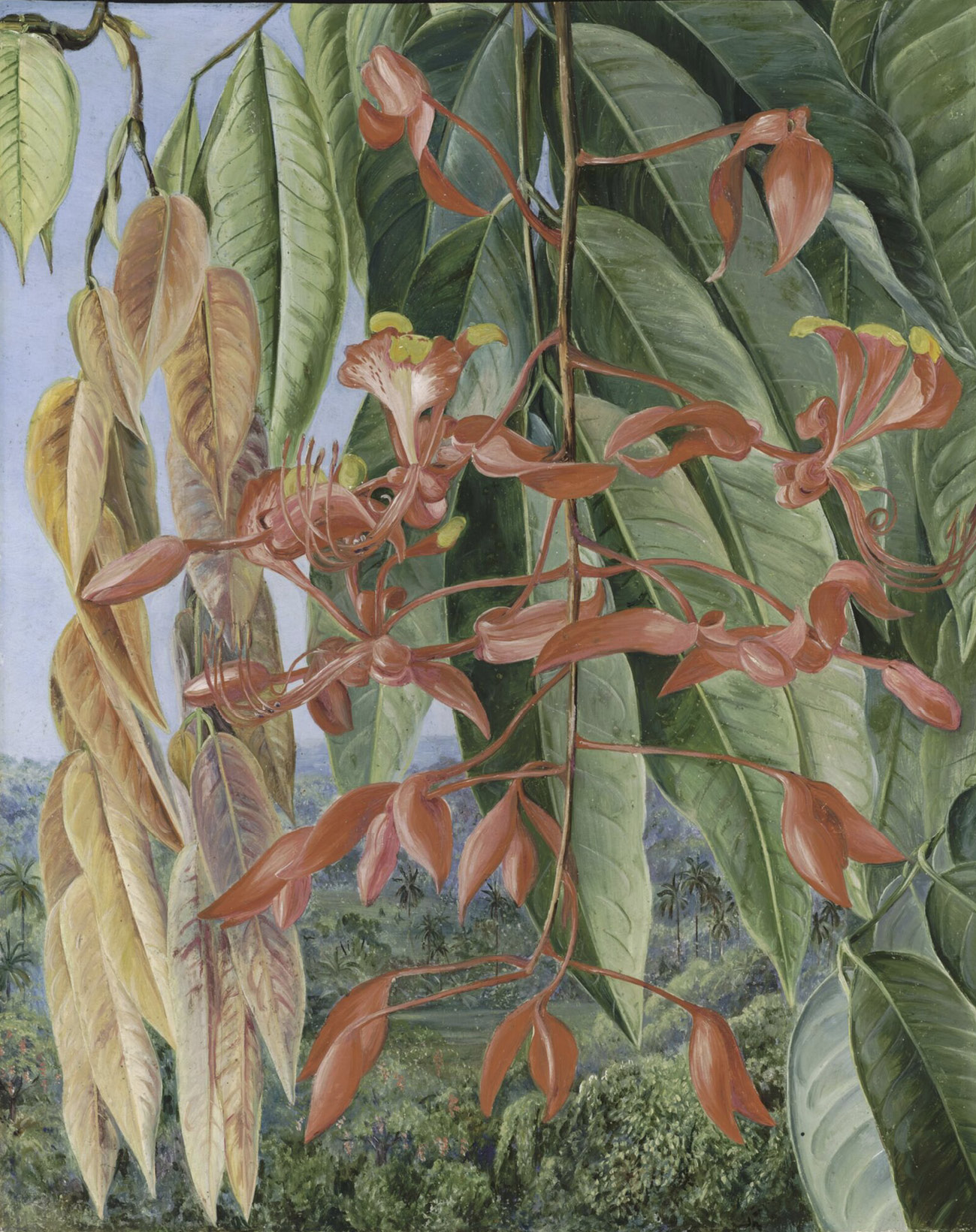 painting of Amherstia nobilis with a forest landscape background