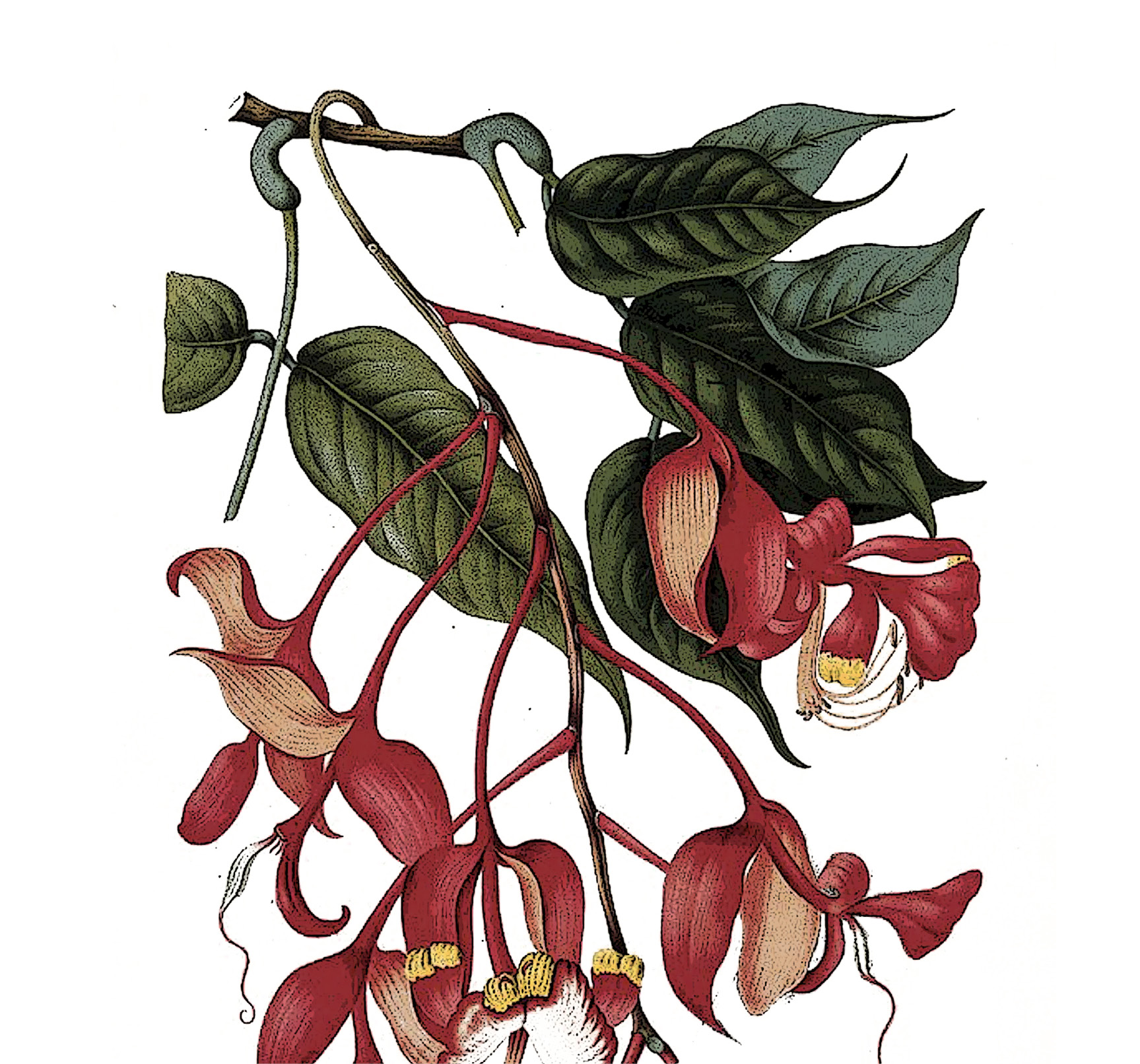 decorative image with a drowing of Amherstia nobilis